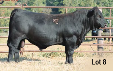 Lot 8 - TJB 137X GUNSLINGER 561C